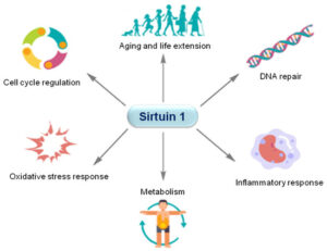 시르투인의 작용